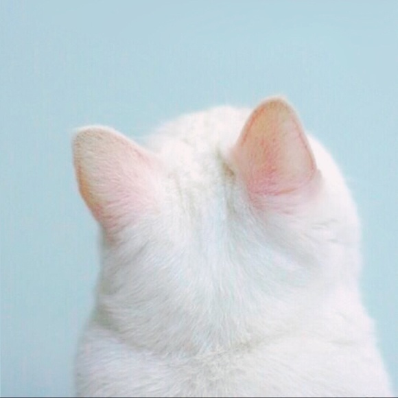 Meet your Posher, Sherry - Picture 1 of 1